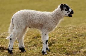 Young Lamb Sheep on farm