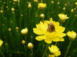 bee on a yellow flower in nature