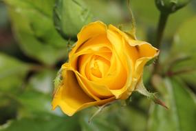 Close-up of the beautiful, blossoming, yellow and orange rose flower and bud, with green leaves on the stems