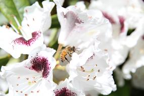 bee on white flowers close-up on a blurred background