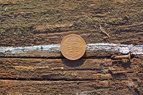 gold coin on a log