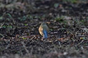 Close-up of the colorful, beautiful and cute bird on the colorful grass, in light