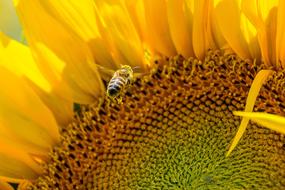 insect on a bright yellow sunflower close-up