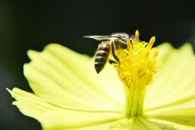 Close-up of the bee, on the beautiful, blooming, yellow, green and white flower in Sri Lanka