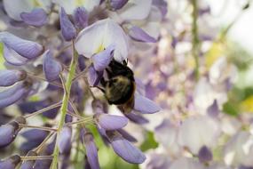 bumblebee on flowers close-up on a blurred background