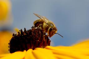 macro view of Bee on Yellow Flower