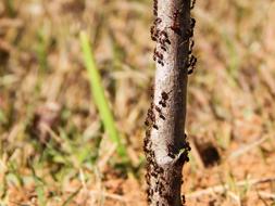 Insect Ants at Nature