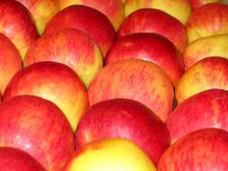 even rows of ripe apples for sale close-up