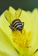 Close-up of the bee, on the beautiful, blooming, yellow and green flower, in Sri Lanka