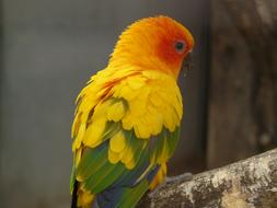 Sun Parakeet South American Parrot