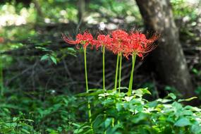 Red Spider Lily in the forest on a blurred background