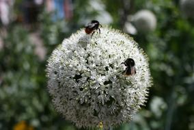 closeup photo of Bee on Onion Flower