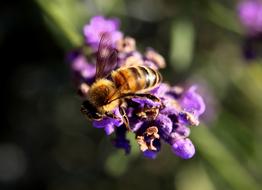 bee on purple flower outdoors, close-up