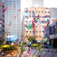 flowers in the business district of the city