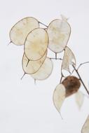 garden flower with silver leaves