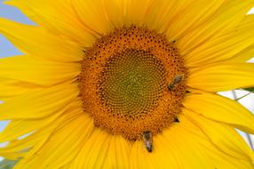 Sunflower Bee Nature