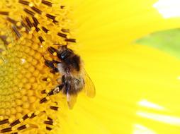 closeup photo of Bee Sunflower Pollen