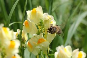 Close-up of the bee, on the beautiful, yellow, orange and green flowers among the green grass