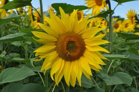 Sunflower and Bee Nature
