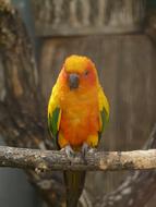 Sun Parakeet on a blurred background