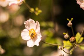 flowers on a bush on a sunny day in a blurred background