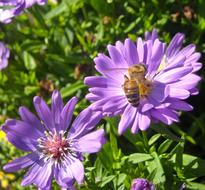 Honey Bee on flower Yellow