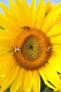 Close-up of the beautiful, yellow and orange sunflower with bees, in sunlight
