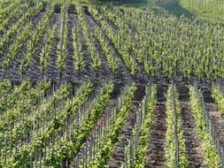 Growing green wine on the fields, on the landscape