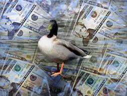 duck on dollars as a concept design