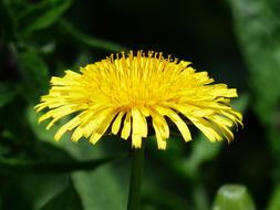 Common Dandelion Flower