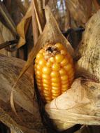 yellow Corn On The Cob Plant