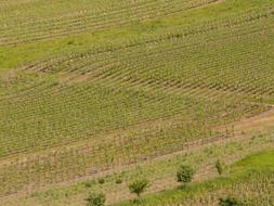 panoramic view of the vineyards on a sunny day