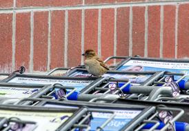 Cute, colorful and beautiful sparrow on the colorful cars at the store