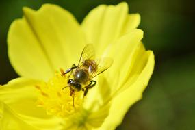 what's on a yellow flower in sri lanka