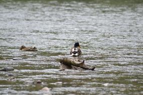 Colorful, cute and beautiful birds swimming on the water with ripple