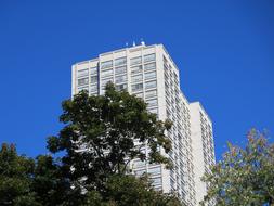 trees near city building