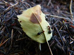 Red Black Ants on leaf