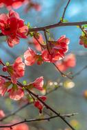 Bill Quince red Blossom