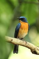 wild bird in Kerala, India