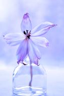 Plant Still Life white purple