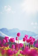 blooming purple tulips on a background of snowy mountains