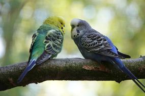 Budgie Pair birds