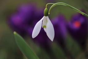 closeup picture of white Based Crocus Bud