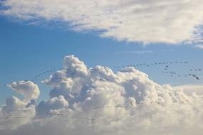 Migratory Birds sky