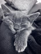 Black and white photo of the beautiful and cute, sleeping cat