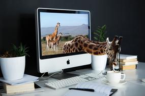 Giraffe Screen Technology table