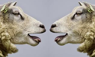 portrait of Communication between two Sheep heads in front of each other