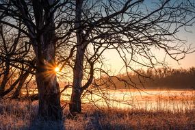 dawn through a tree on the elbe