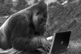 male ape at Laptop Computer