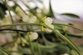sprig of mistletoe with white berries